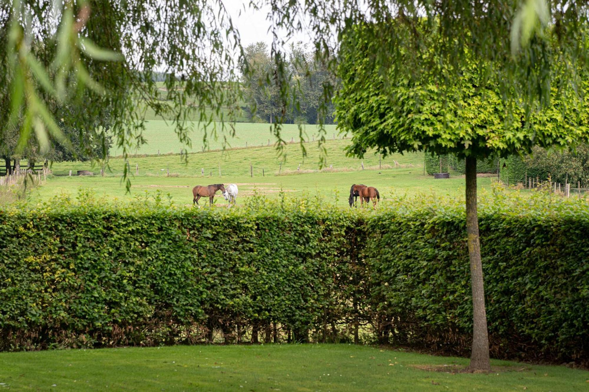 B&B Bertem Natuur Bagian luar foto